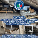 Accanimento violento di una condomina contro i gatti di una colonia felina a Catania Istituzioni complici del massacro