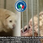 SCANDALO CANILE SULMONA CANI TRATTATI COME MERCE Violazioni benessere psicofisico e perse le tracce di una ventina di esemplari nella struttura di accoglienza temporanea a Collelongo