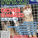 garanzie agli oltre 200 husky .