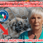 vendita
