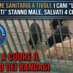Allarme sanitario a Tivoli_banner